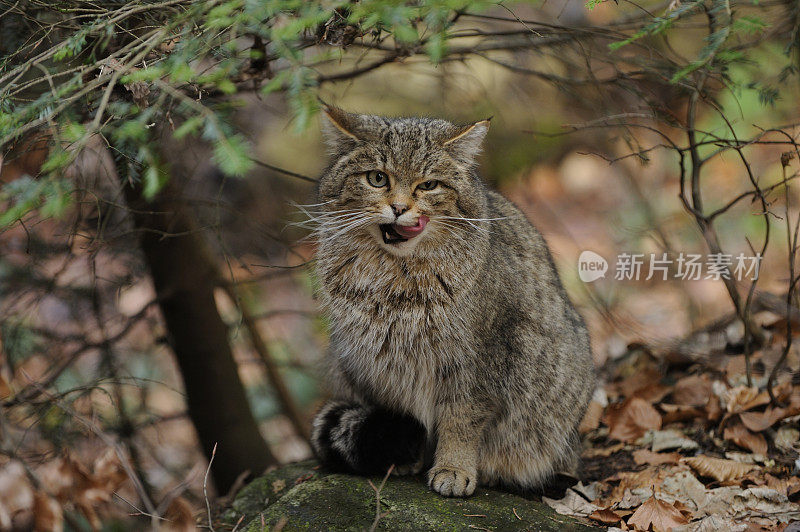 野猫(Felis silvestri)